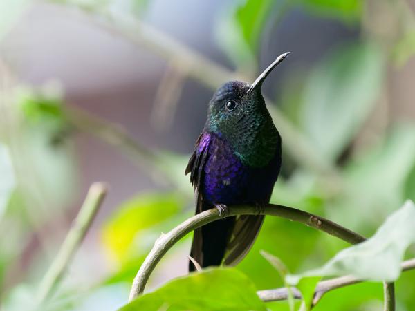 <h3><a href="/trips/costa-rica/biota/animalia/chordata/aves/033 apodiformes/004 trochilidae/thalurania colombica/thalurania colombica-nl.html">Thalurania&nbsp;colombica</a> / Crowned&nbsp;woodnymph / Kroonbosnimf</h3>OM-1 Mark II met OLYMPUS M.150-400mm F4.5 TC, 1/60 sec  bij F5.6, ISO 10000, afstand 3.71&nbsp;m